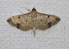 Herpetogramma cynaralis