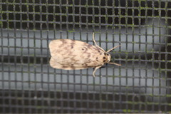 Hectobrocha subnigra