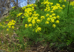 Lomatium klickitatense