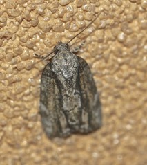 Etanna breviuscula