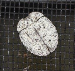 Emcephalus floccosus