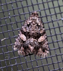 Condica macrosema