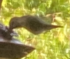 Caprimulgiformes