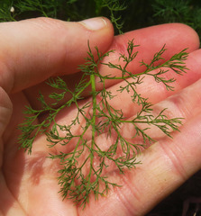 Lomatium klickitatense