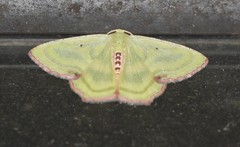 Metallochlora lineata