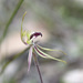 Caladenia tensa - Photo (c) Keith Martin-Smith,  זכויות יוצרים חלקיות (CC BY-NC-ND)