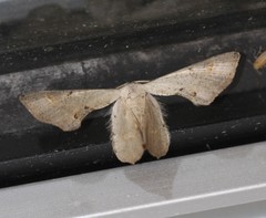 Phazaca leucocephala