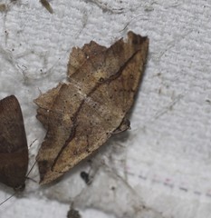 Polyacme dissimilis