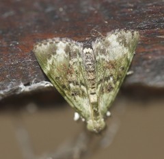 Stericta bryomima