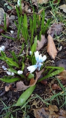 Puschkinia scilloides