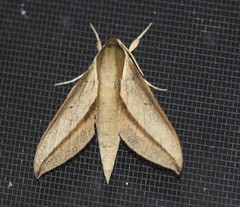 Theretra queenslandi