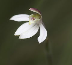 Caladenia prolata
