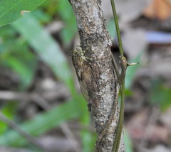 Chlorocysta suffusa