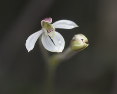 Caladenia prolata