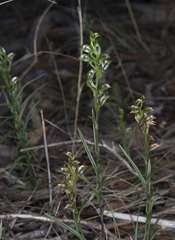 Pterostylis williamsonii