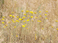 Achillea leptophylla