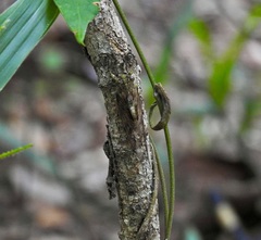 Chlorocysta suffusa