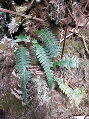 Blechnidium melanopus