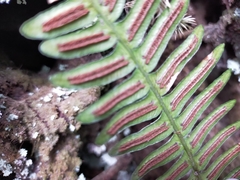 Blechnidium melanopus