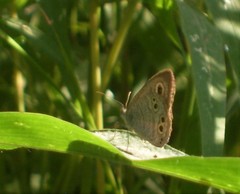 Ypthima baldus madrasa