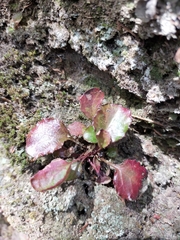 Shortia rotundifolia