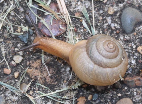 Asian Tramp Snail