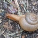 Asian Tramp Snail - Photo (c) Natasha Taylor, some rights reserved (CC BY-NC), uploaded by Natasha Taylor