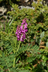 Hedysarum consanguineum