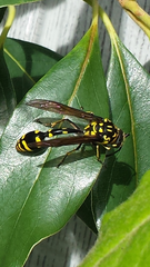 Phimenes arcuatus