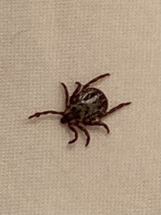 Dermacentor andersoni
