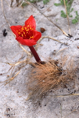 Haemanthus