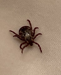 Dermacentor andersoni