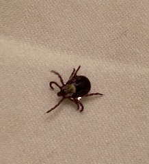 Dermacentor andersoni