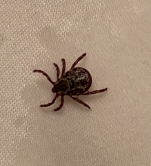 Dermacentor andersoni