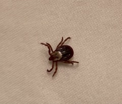 Dermacentor andersoni