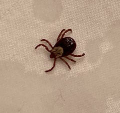 Dermacentor andersoni