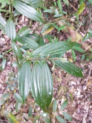 Cinnamomum subavenium