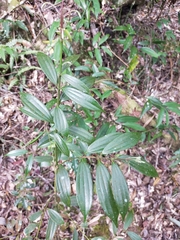 Cinnamomum subavenium