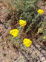 Achillea leptophylla