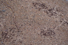 Iridomyrmex purpureus