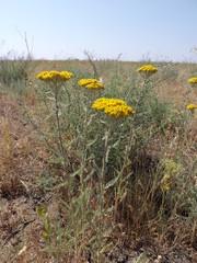 Achillea leptophylla