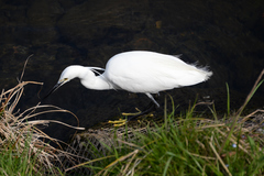Egretta garzetta