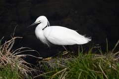 Egretta garzetta