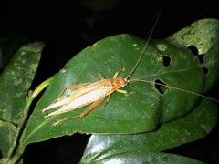 Unka boreena