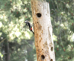 Dendrocopos major numidus