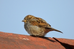 Passer domesticus