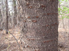 Prunus sargentii