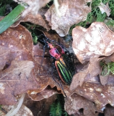 Carabus lineatus lateralis