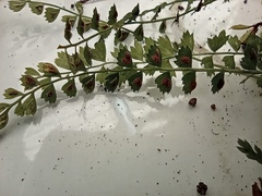 Asplenium stoloniferum