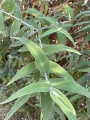 Buddleja salviifolia